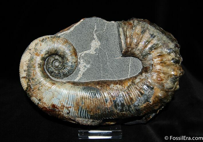 Unbelievable Russian Heteromorph Ammonite #476